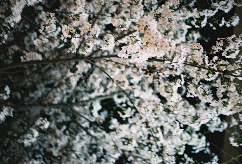 벚꽃,벚꽃야경,감성,감성사진,필름,필름사진,봄,계절,spring,season,야경,밤,풍경,nightscape,night,landscape,식물,자연,plants,nature,꽃,flower,plant,cherry blossom,blossom