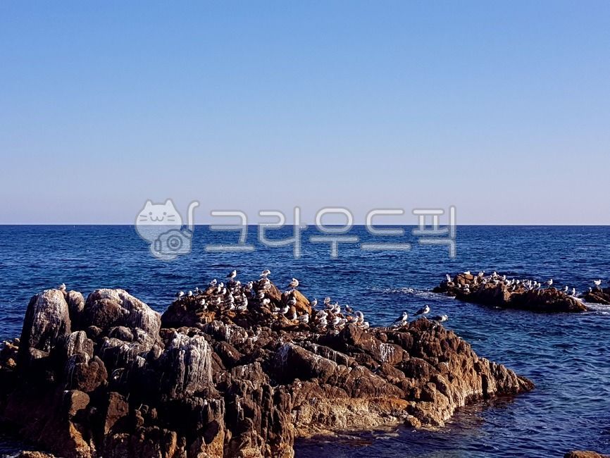 Beach,Coast,ocean,seaside rock,Seagull