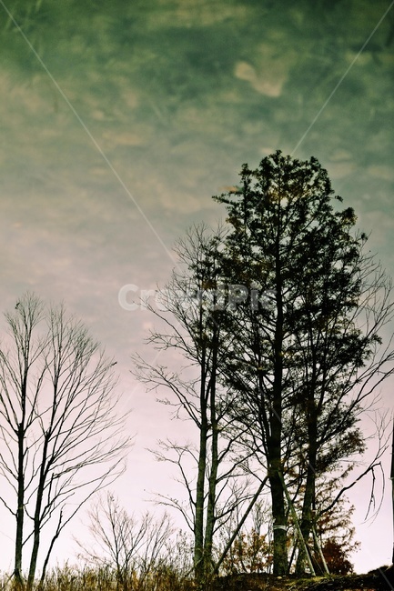 나무,반영,공원,tree,reflection,park,그림자,실루엣,나뭇가지,silhouette,식물,자연,plants,nature,나무,trees,wood
