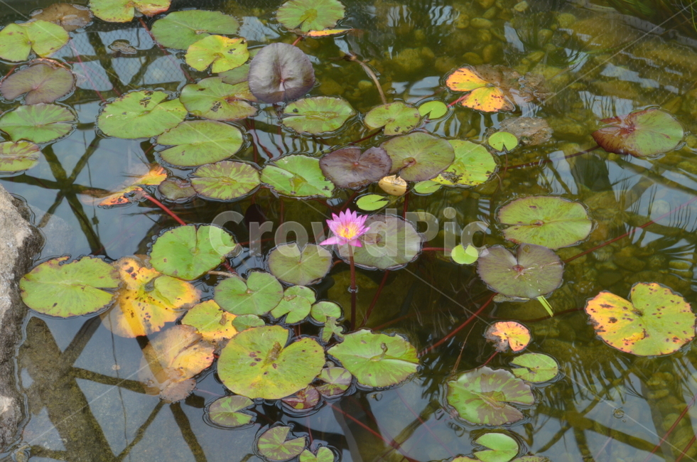 수련,연못,꽃,분홍꽃,배경