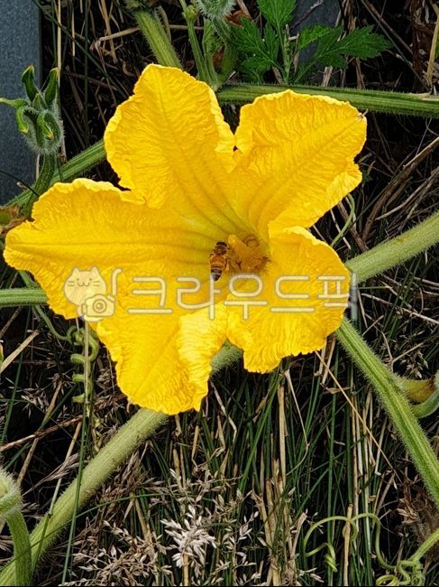 호박꽃,벌,꽃과벌,식물,꽃