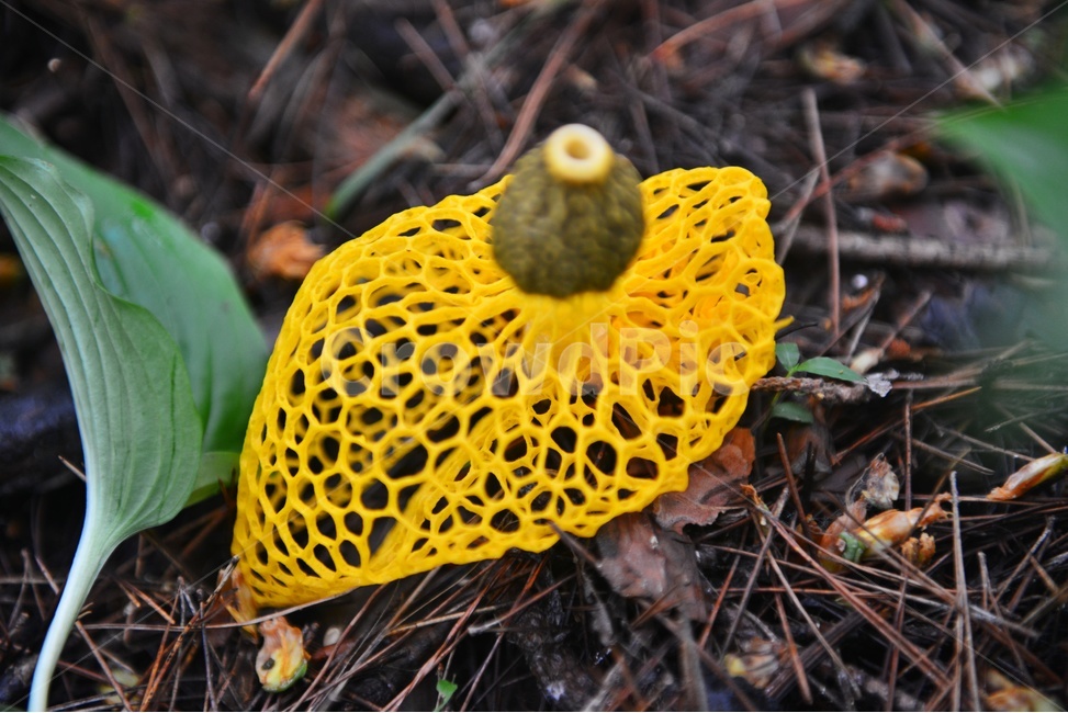 plant,식물,fungus,진균류,망태버섯,노랑망태버섯,버섯,포자,독버섯,노랑,노랑망태,그물망,망태,버섯,mushroom