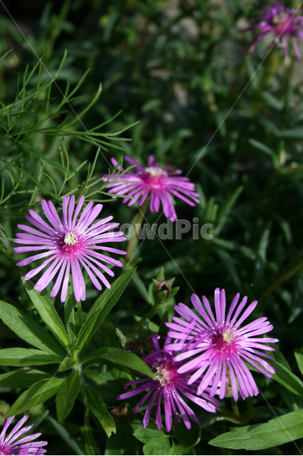 사철채송화,식물,flower,plants,nature,꽃,꽃봉오리,식물,자연,plants,nature,꽃,flower