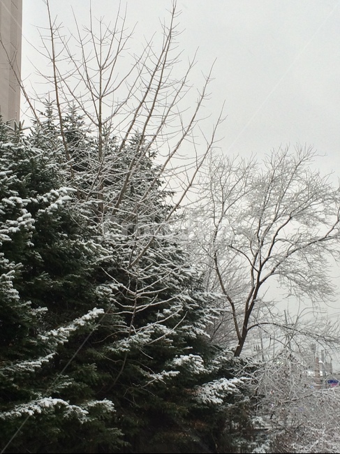 눈,겨울,겨울나무,나무,하얀색,하얀겨울,겨울풍경,자연,winter,snow,nature,tree
