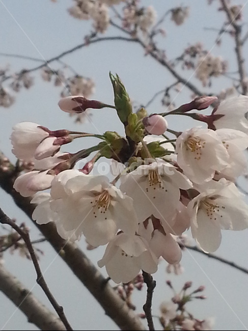 벗꽃,꽃,식물,꽃나무,꽃송이,벚꽃,봄,계절,spring,season,plant,blossom,cherry blossom,flower
