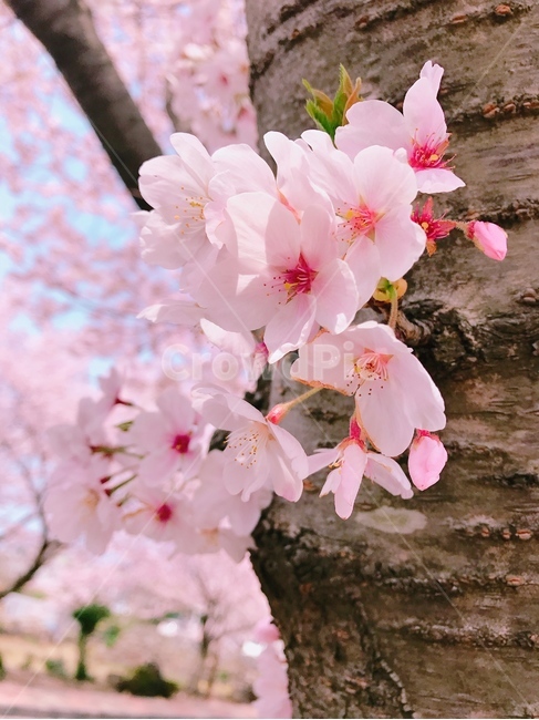 제주도,벚꽃만개,핑크색벚꽃,화창함,감성사진,jejudo,cherryblossoms,sakura,pink,식물,자연,plants,nature,꽃,flower