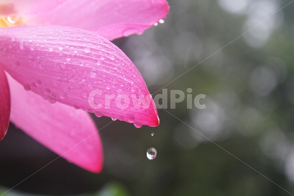 연꽃,식물,자연,감성사진,꽃잎과물방울,식물,자연,plants,nature,꽃,flower
