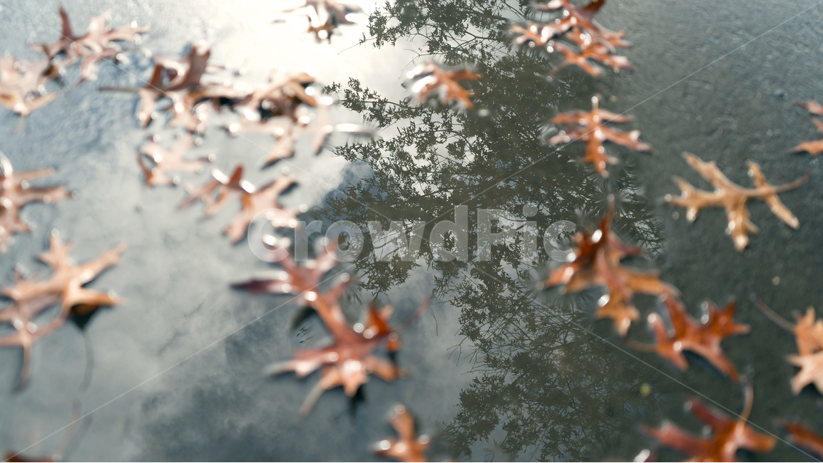 leaf,잎,plant,식물,tree,나무,단풍,자연,nature,반사,reflection