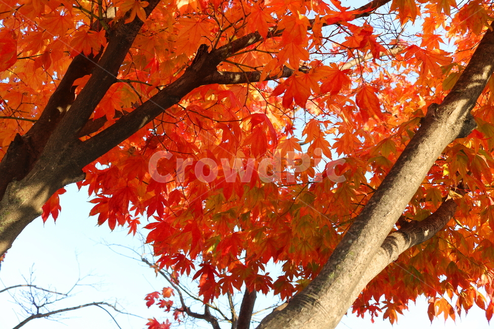 단풍,단풍나무,나무,가을,자연,가을,계절,fall,autumn,season,식물,자연,plants,nature,나무,trees,wood,plant,leaf,잎,tree,maple