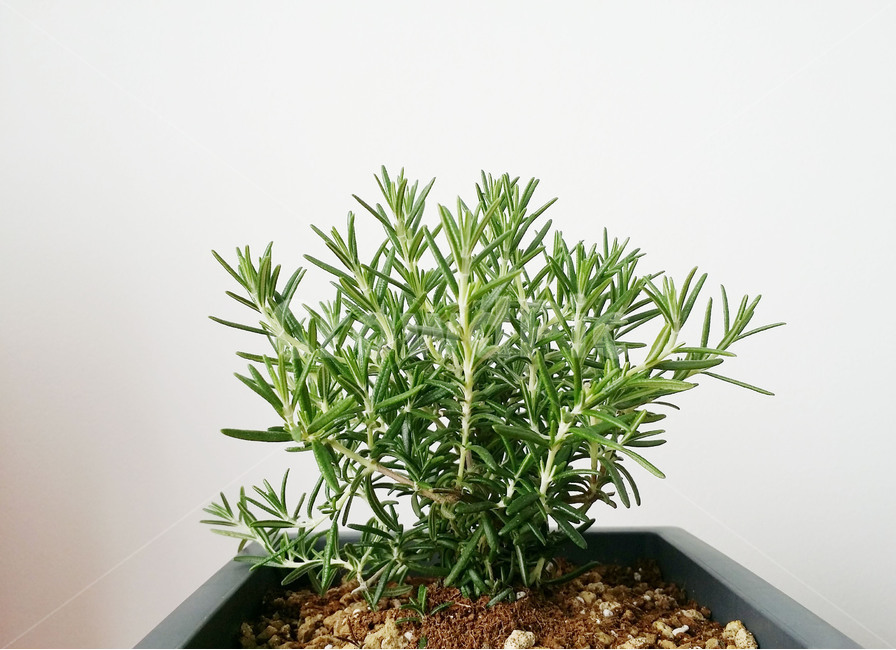 purity,antibacterial,office,cosmetics,leaves,plants,grass,sterilization,herb,green,neuralgia,flower pot,fragrance,rosemary,insect repellent,refreshing,plant,headache,herbal medicine,soap