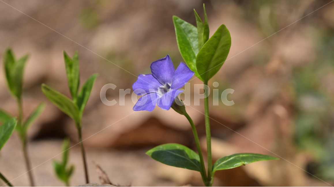 야생화,꽃,식물,봄,자연,봄,계절,spring,season,식물,자연,plants,nature,꽃,flower,plant,geranium,제라늄,blossom