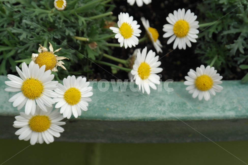 꽃,자연,접사,흰꽃,flower,마가렛,국화,chrysanthemumfrutescens,마거리트,나무쑥갓,식물,식물,자연,plants,nature,꽃,flower