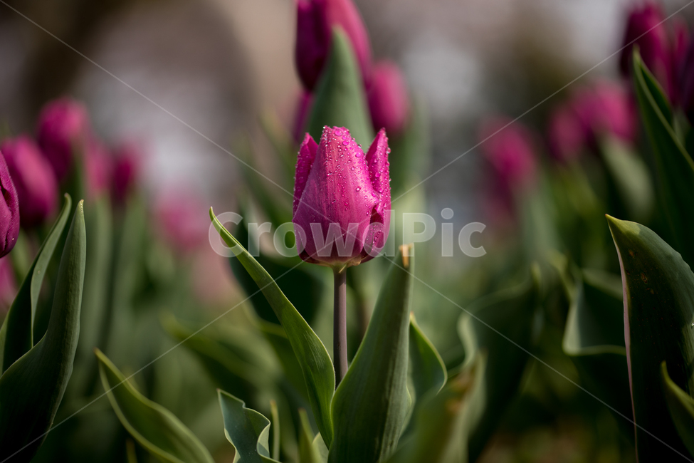튤립,꽃,봄,봄꽃,식물,야외,실외,봄,계절,spring,season,식물,자연,plants,nature,꽃,flower,plant,blossom