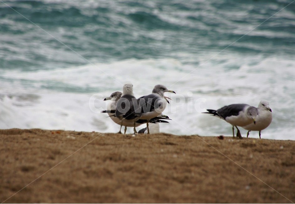 새,갈매기,바다,모래사장,자연,nature,animal,파도,강원도,해변,바다,beach,sea,동물,animal,조류,새,birds