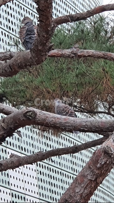 새,아키피터,비둘기,산비둘기,소나무,동물,bird,animal