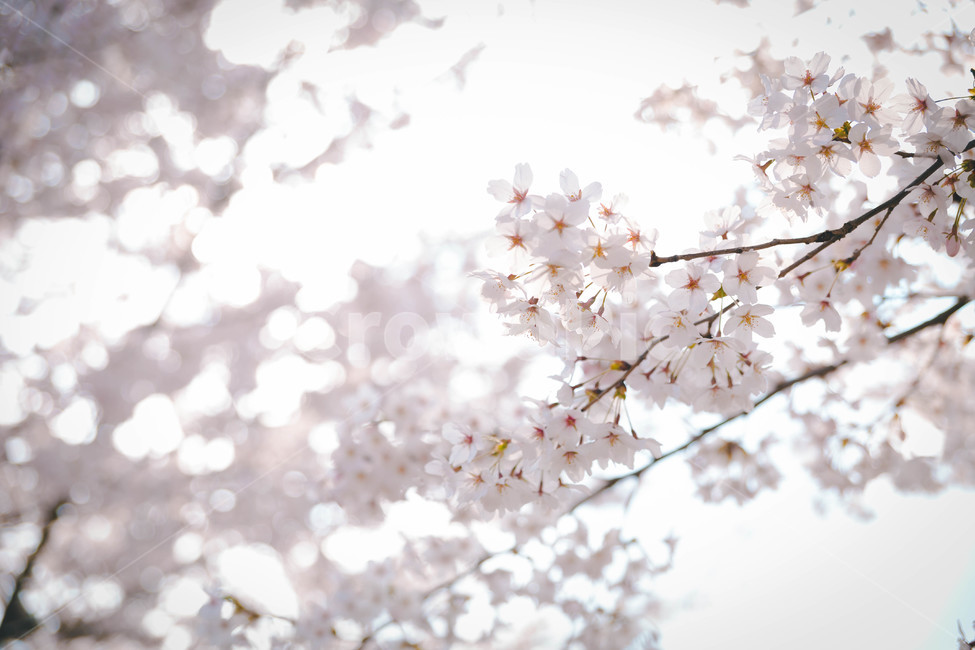 봄,벚꽃,봄꽃,꽃잎,flower,blossom,cheeryblossom