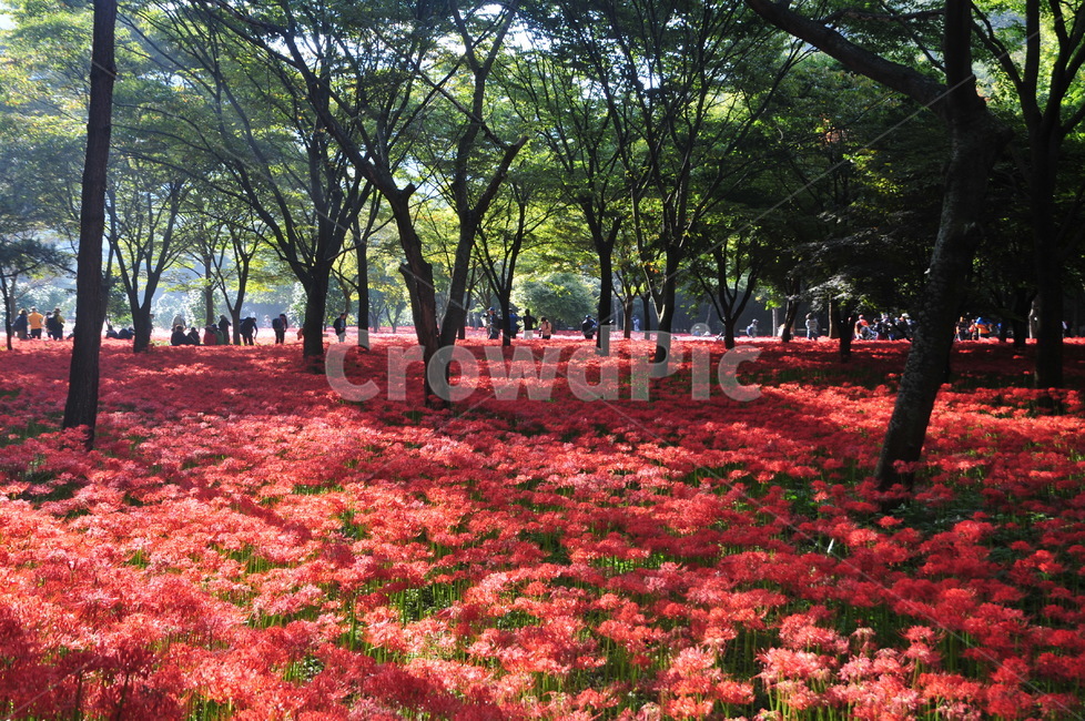 영광,불갑사,상사화,꽃무릇,꽃무릇축제,상사화축제,자연,풍경,nature,landscape,leaf,잎,plant,식물,tree,나무,tree trunk,나무 줄기
