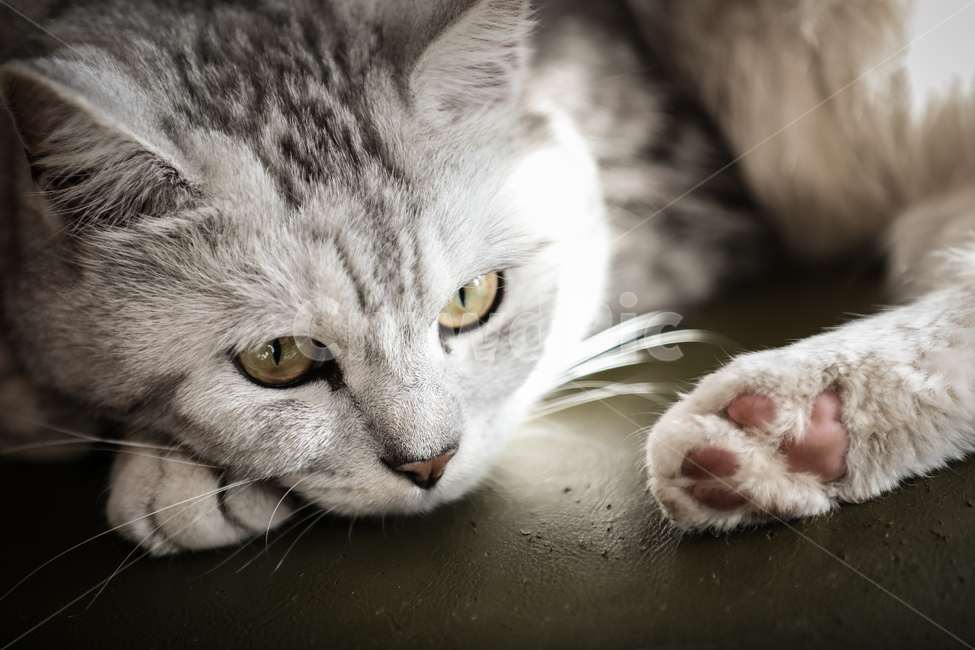 고양이,눈,호랑이,표범,발톱,발,발바닥,동물,animal,포유류,mammal,고양이,cat,kitten,kitty,감성,sensible,feeling