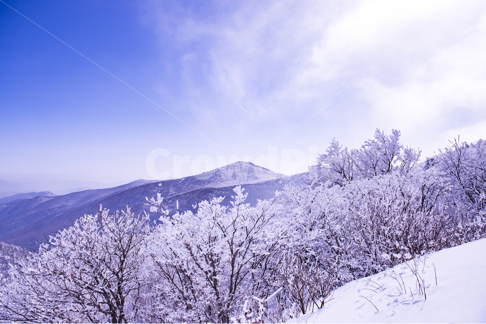 겨울,겨울산행,눈꽃,눈,snow,snowflower,태백산,하늘,나무,겨울나무,겨울,계절,winter,season,자연,풍경,nature,landscape,outdoors,옥외,tree,plant,식물,fir,전나무