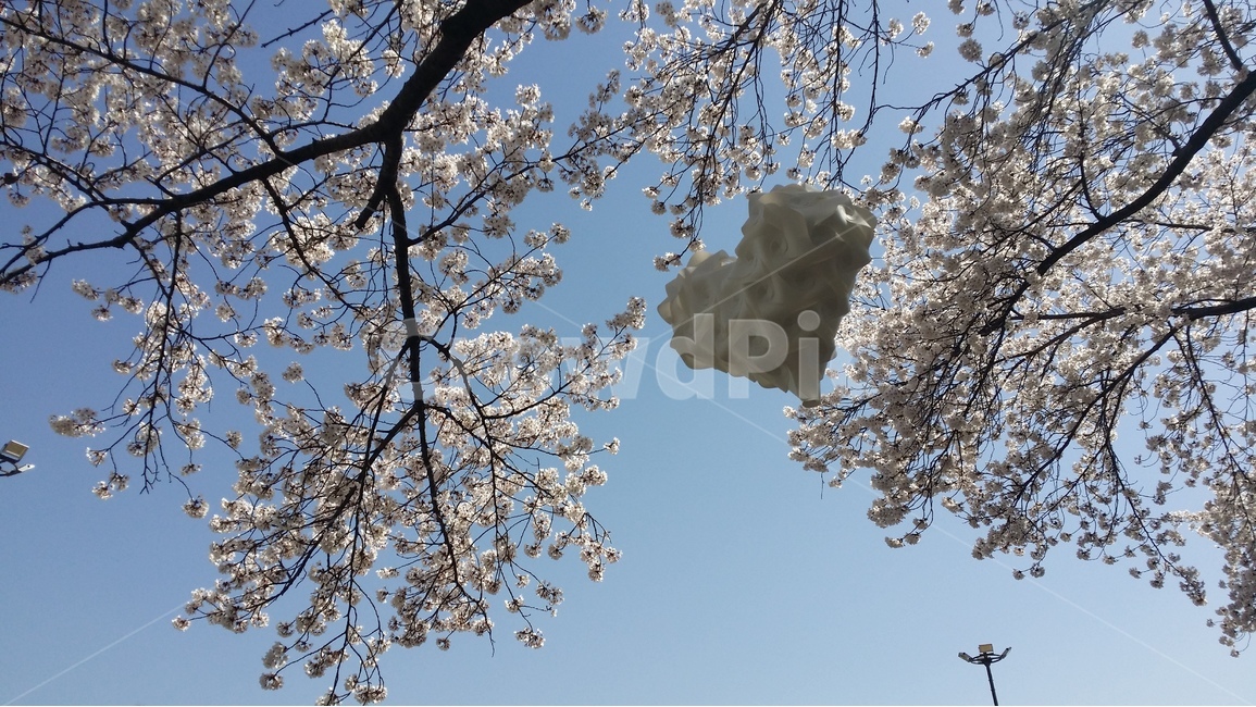 cherryblossoms,벚꽃,하트,하늘,sky,봄,식물,자연,plants,nature,꽃,flower,나무,trees,wood