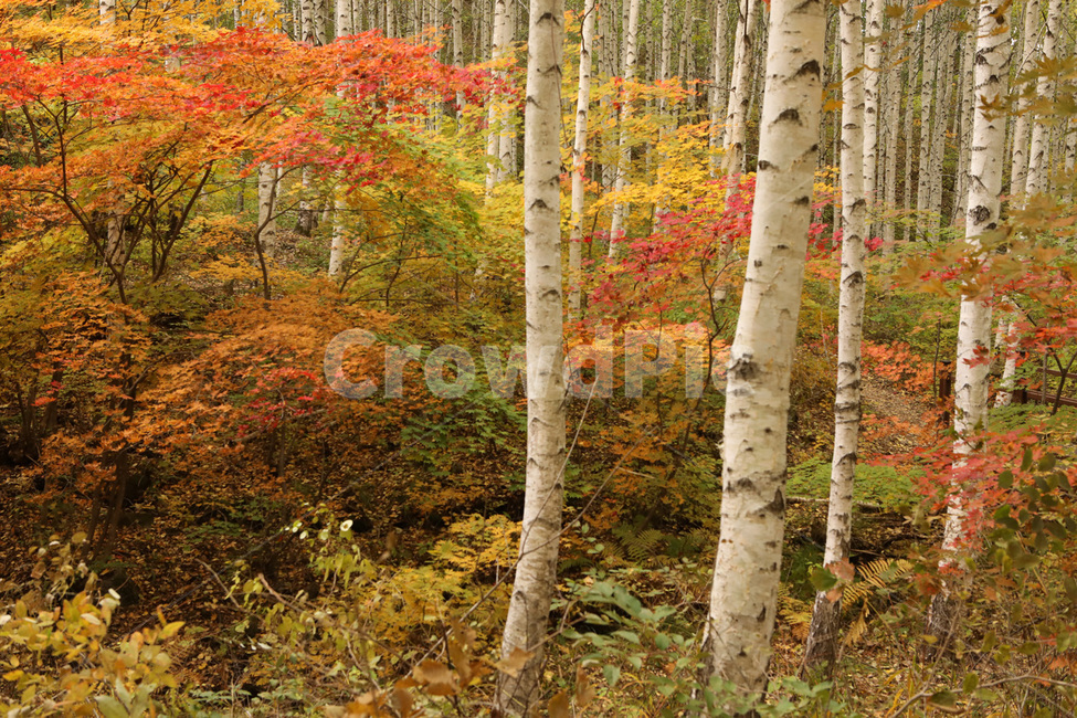 단풍,산,나무,경치,자연,가을,계절,fall,autumn,season,자연,풍경,nature,landscape,식물,plants,tree,plant