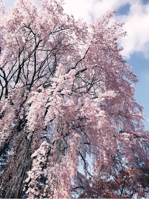 weeping cherry blossoms,beauty,warmth,solemnity,Mystery