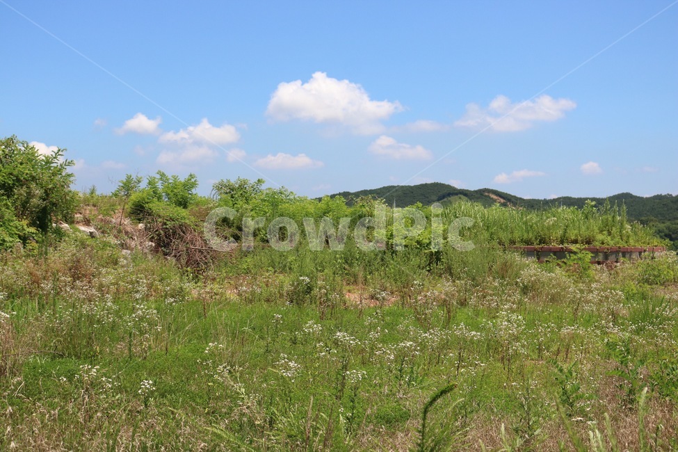 여름,시골,자연,풍경,하늘,구름,식물,초록,산,summer,natus,nature,scenery,huukei,sky,sora,cloud,kumo,plants,shokubutsu,green,midori,mountain,자연,풍경,nature,landscape,grassland,목초지,outdoors,옥외,field,들
