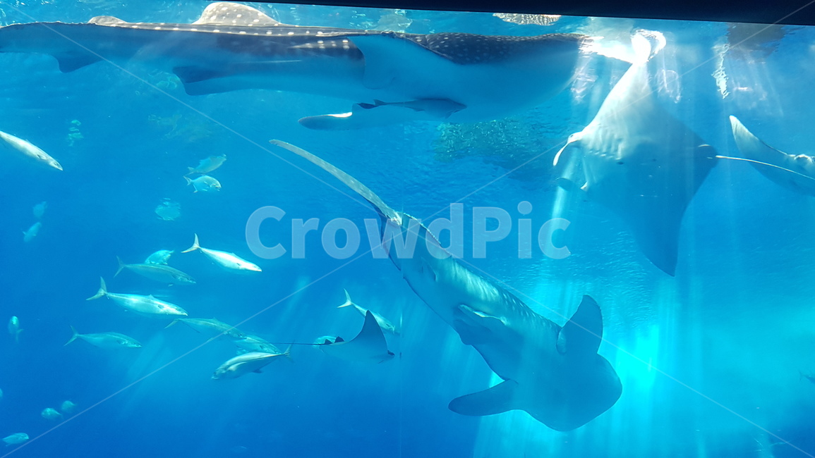 오키나와,츄라우미,수족관,고래상어,만타,가오리,바다,물고기,okinawa,churaumi,aquarium,whaleshark,manta,ray,ocean,fish,동물,animal,어류,물고기,fish