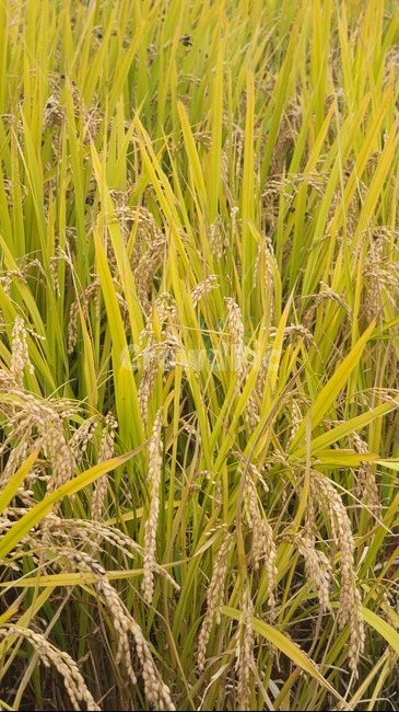 벼,가을,식물,곡물,벼이삭,초목,들,자연,plant,nature,field,contryside,paddyfield,산업,industry,industrial,농업,농사,agriculture,farming,farming industry