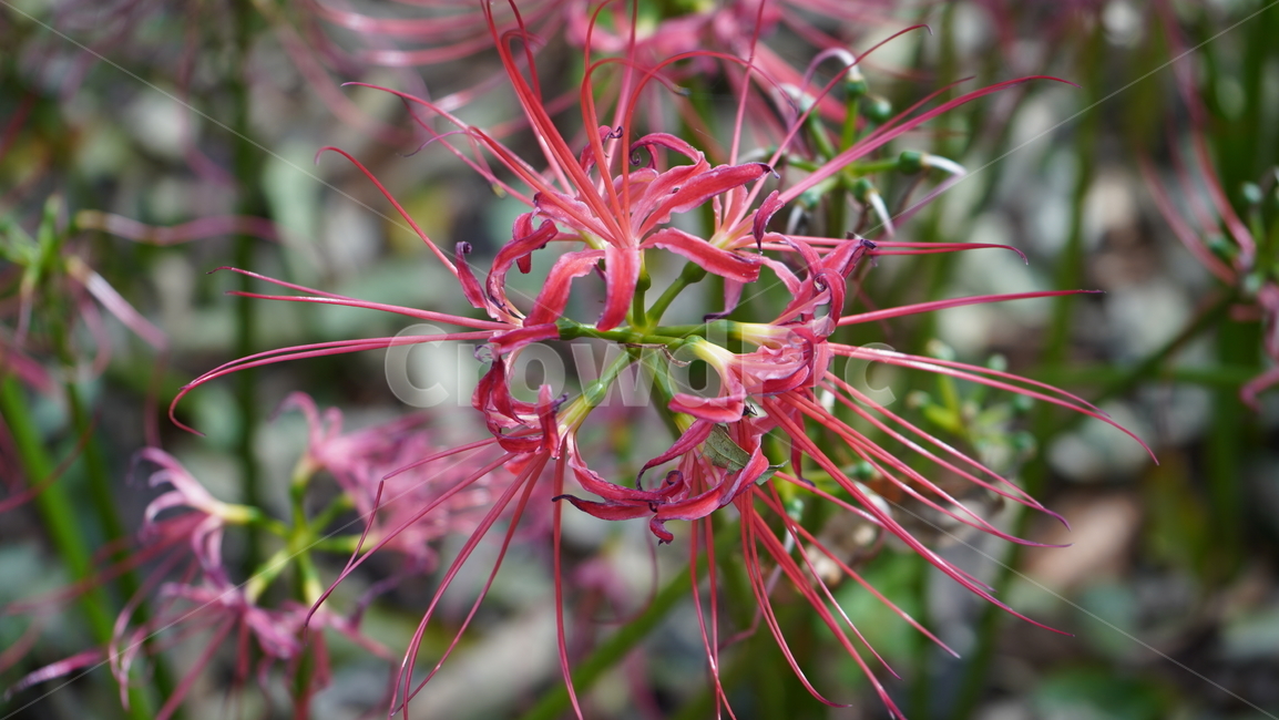 꽃무릇,상사화,수선화,꽃,분홍,식물,자연,plants,nature,꽃,flower