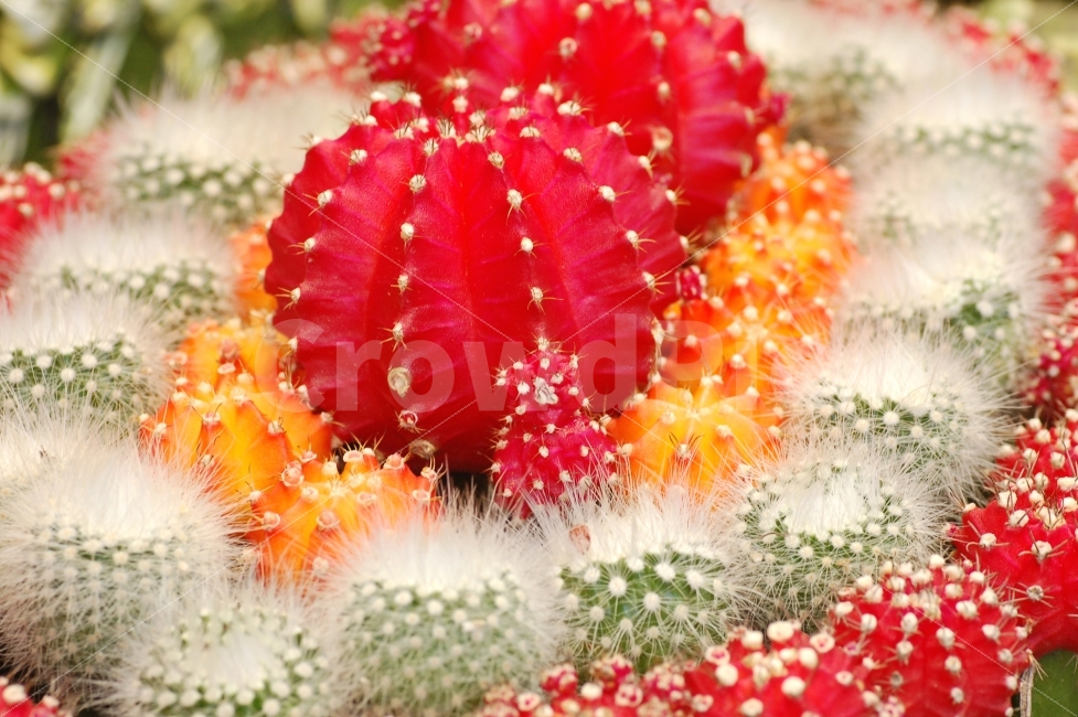 선인장,가시,식물,빨강,빨간색,레드,화분,꽃,클로즈업,관상용,식물,자연,plants,nature