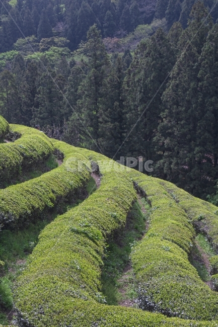 녹차,녹차밭,식물,자연,경치,배경,백그라운드,보성,다울,풍경,자연,풍경,nature,landscape,한국자연풍경,한국자연경관,korea nature landscape