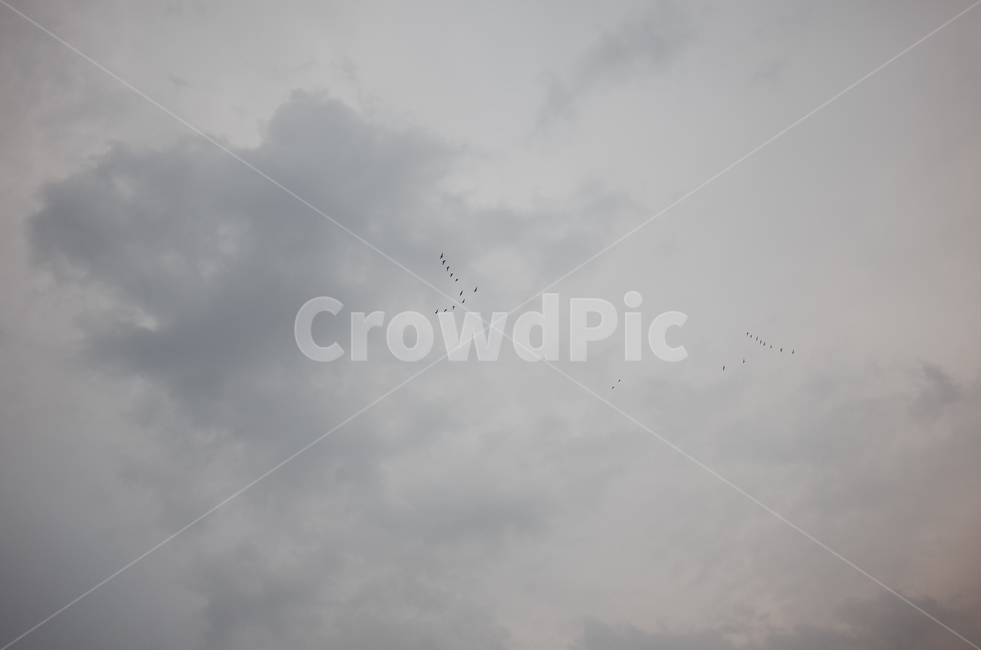 하늘,먹구름,갈매기,flying,동물,새,bird,sky