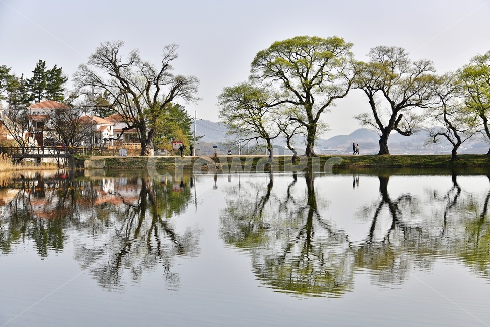 경북,경산,반곡지,반곡지봄,반영,저수지,연두색,왕버들,봄,계절,landscape,경치,scenery,풍경,tree,나무,plant,식물,nature,자연,water,물,outdoors,옥외