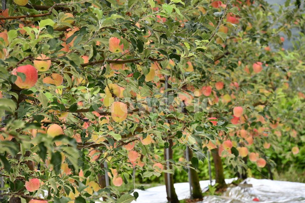 사과,과수원,과일,apple,plant,food,식품,fruit,식물,과일,열매,fruit
