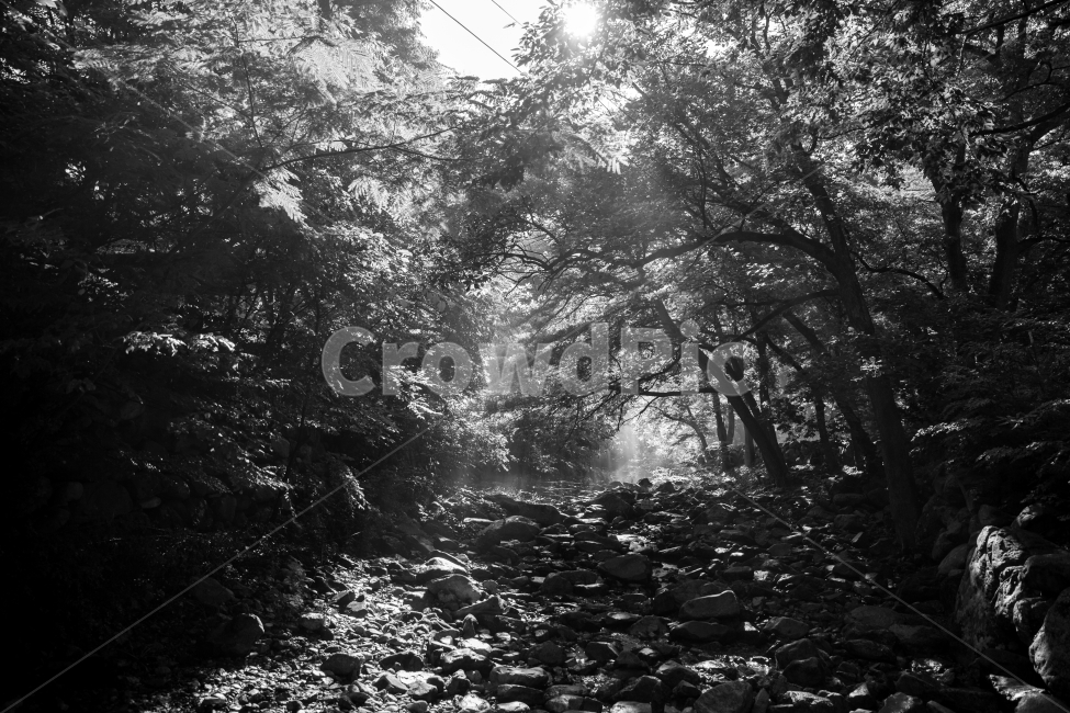 풍경,산,물안개,바위산,흑백,자연,풍경,nature,landscape,흑백,모노톤,monochrome,black and white,plant,식물,vegetation,초목,tree,나무