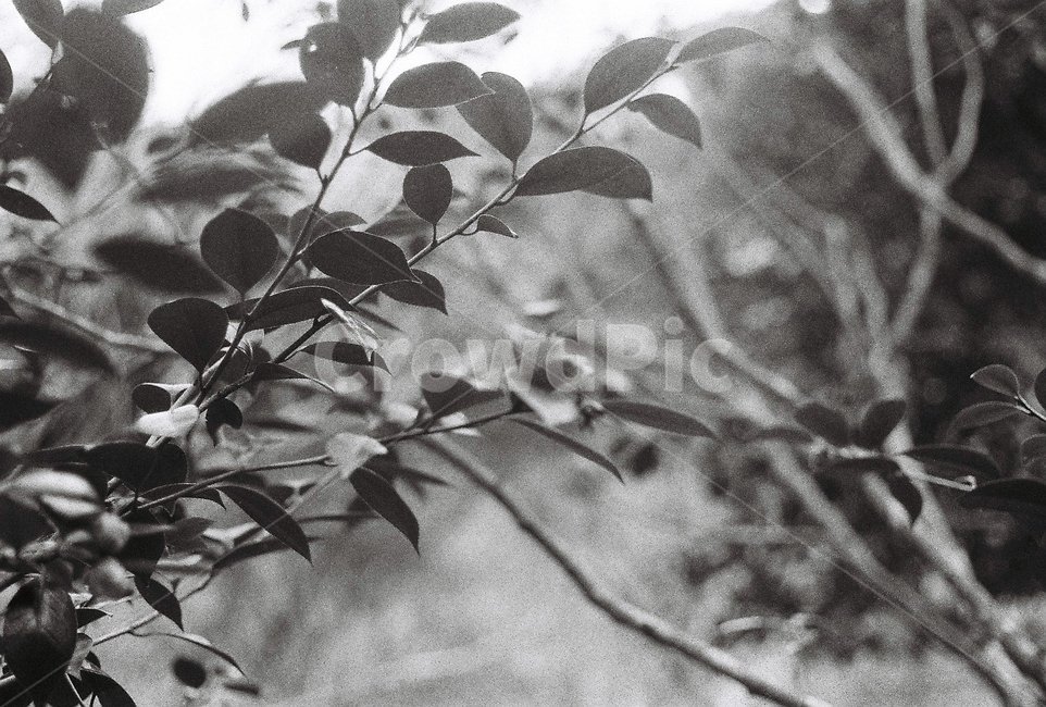 나무,나뭇잎,식물,흑백,빛,필름,필름카메라,필름사진,식물,자연,plants,nature,흑백,모노톤,monochrome,black and white