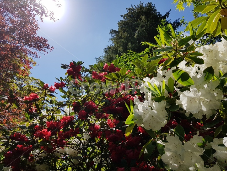 숲속,나무,가든,정원,꽃,봄,여름,식물,자연,plants,nature,꽃,flower