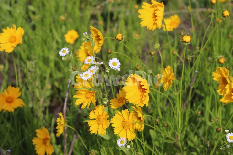 꽃,flower,민들레,dandelion,꽂밭,flowerbed,flowergarden