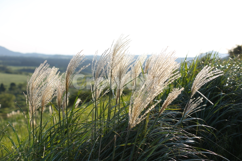갈대,바람,산책,가을,식물,자연,빛,reed,fall,wind,autumn,season,plants,nature,가을,계절,fall,autumn,season,식물,자연,plants,nature,grass,잔디,plant,lawn