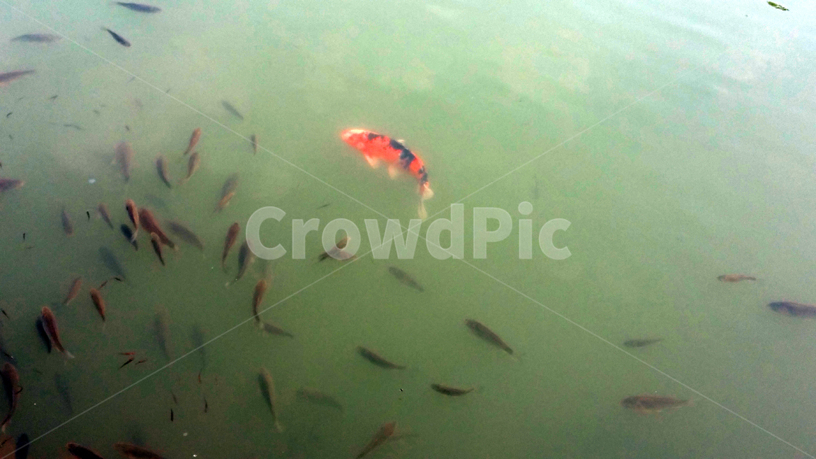 잉어,연못,물고기,fish,carp,pond,동물,animal,어류,물고기,fish