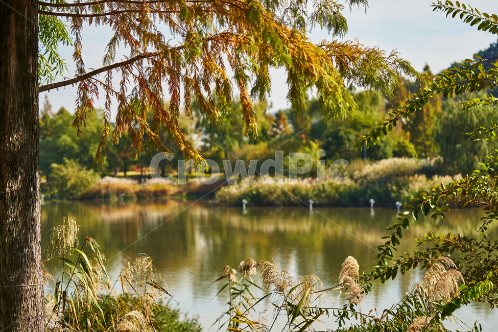 순천만국가정원,풍경,순천만정원,순천,호수,녹지,자연,풍경,nature,landscape,plant,식물,grass,잔디,water,물,outdoors,옥외
