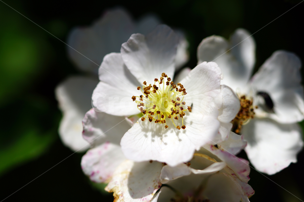 배꽃,봄꽃,한국자연,꽃,꽃사진,플라워,flower,봄,spring,식물,plants,자연,nature,풍경,landscape,계절,season,snap,스냅,접사,macro,closeup,클로즈업,감성사진,감성,힐링,healing,느낌,feel,feeling,꽃밭,화단,꽃봉오리,5월,May,봄,계절,spring,season,식물,자연,plants,nature,꽃,flower,plant