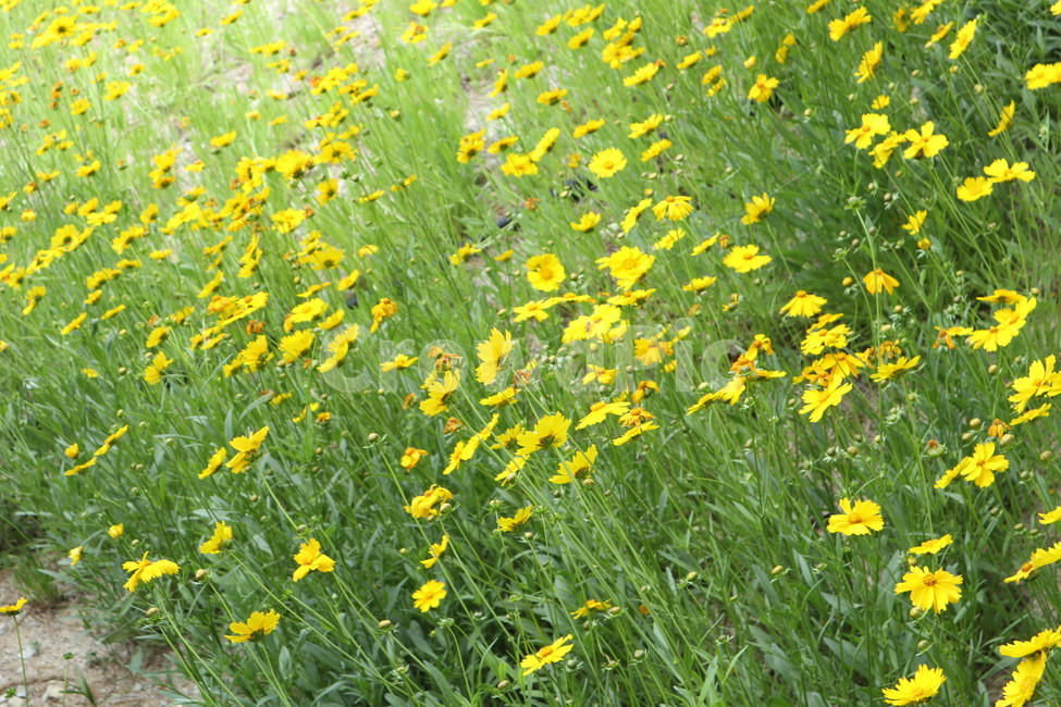 꽃,식물,야생화,자연,아름다운,flower,nature,plants