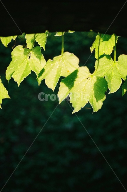 여름,햇살,자연,green,그늘,nature,natural,햇빛,담쟁이,sunshine,summer,식물,여유,감성,감성사진,shade,식물,자연,plants,nature
