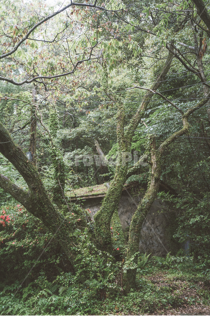 제주,오래된건물,숲속집,숲,비오는숲,식물,자연,plants,nature,나무,trees,wood,감성,sensible,feeling,휴식,힐링,rest,relaxation,healing