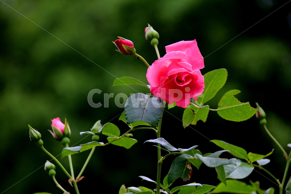 꽃,장미,봄,식물,자연,식물,자연,plants,nature,꽃,flower