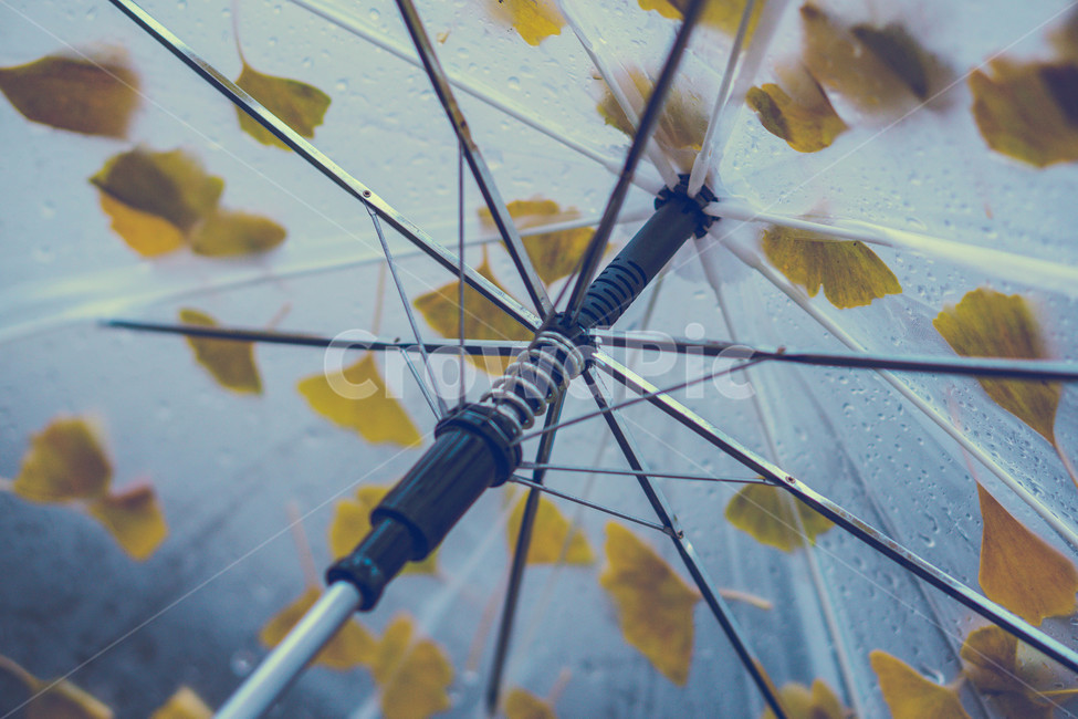 가을비,우산,낙엽,날씨,배경,감성사진,가을,빗방울,가을,계절,fall,autumn,season,비,비오는날,rain,rainy,spoke,살,machine,기계