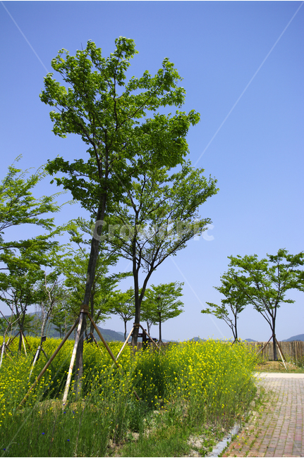 유채꽃,꽃밭,식물,flower,color,하늘,풍경,자연,나무,자연,풍경,nature,landscape,outdoors,옥외,grassland,목초지,field,들,plant,tree