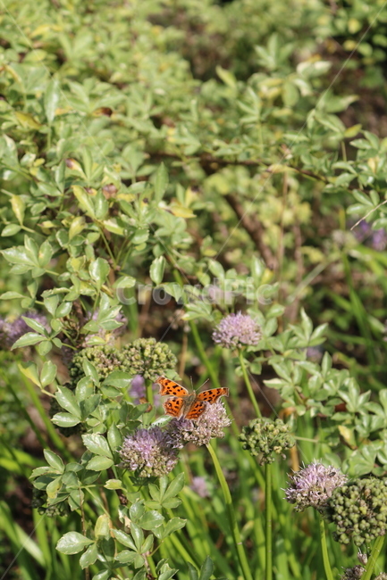 나비,동물,곤충,자연,꽃,공원,식물,자연,plants,nature,꽃,flower,동물,animal,곤충,벌레,insect,bug